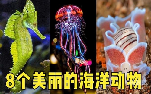 大彩鲸大彩鲸，神秘的海洋生物-第1张图片