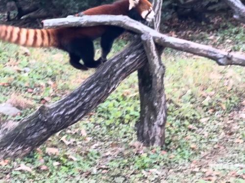 跑酷熊猫跑酷熊猫，独特的魅力与挑战