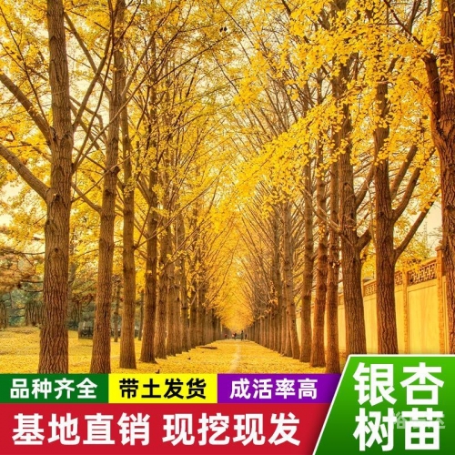 银杏树小苗银杏树小苗-第2张图片