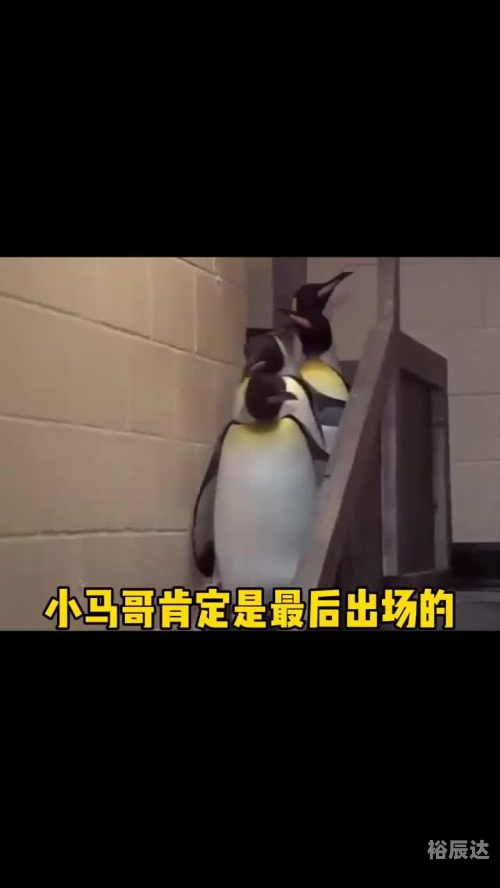 小马哥心水论坛小马哥心水论坛，探索网络交流的新天地-第3张图片