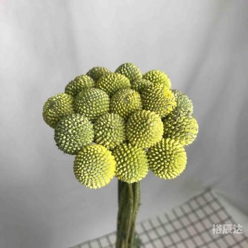 黄金球花黄金球，璀璨之球，无尽之魅力-第3张图片