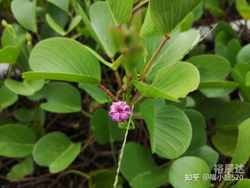 花藤名字花藤之名