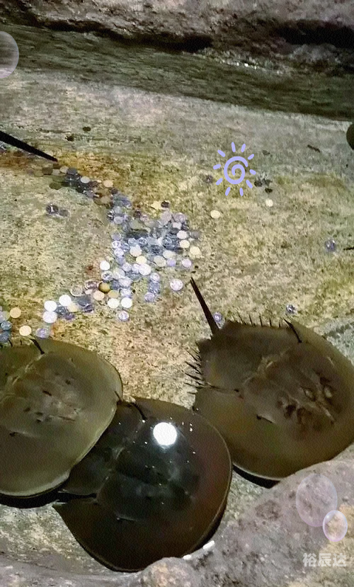 曼波鱼，神秘海洋中的精灵-第2张图片