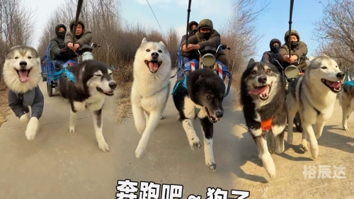跑狗网跑狗网，引领宠物健康与训练的新潮流-第1张图片