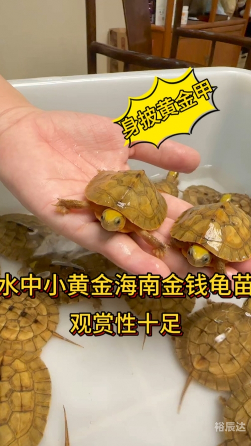 金钱龟最新价格多少钱一斤金钱龟最新价格分析-第2张图片