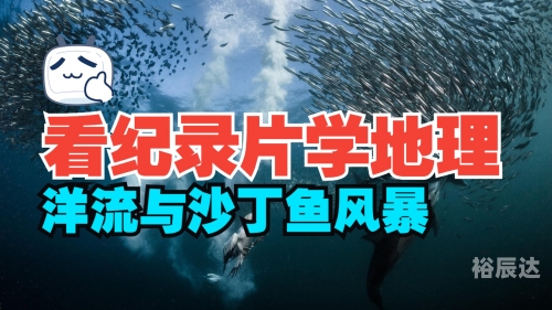 沙丁鱼之海，海洋中的生命奇迹-第1张图片