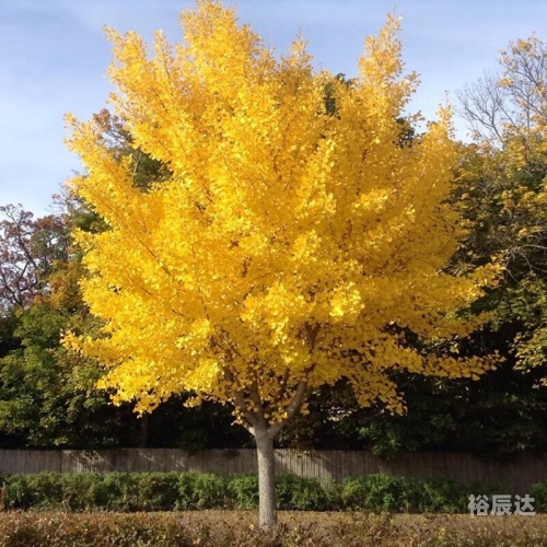 银杏树小苗的栽种方法银杏树小苗的魅力-第2张图片