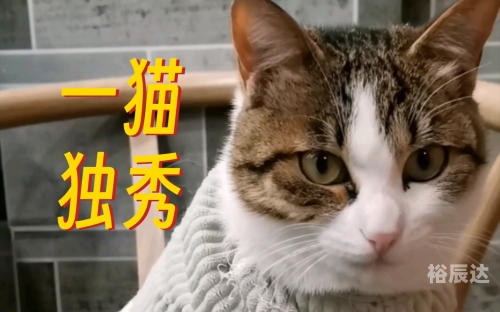 三脚猫论坛三脚猫论坛，探索网络交流的新天地-第2张图片