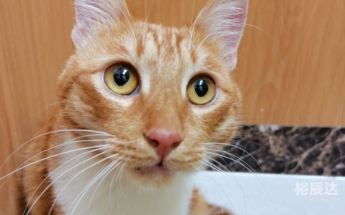 三脚猫论坛三脚猫论坛，探索网络交流的新天地-第3张图片