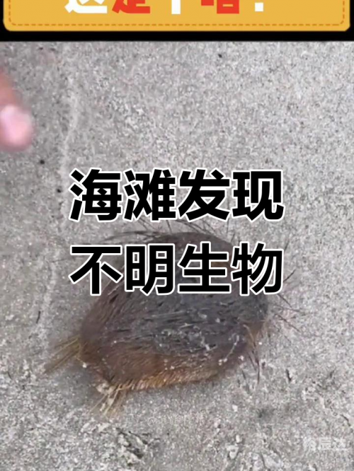 吼吼鲸吼吼鲸，海洋中的神秘生物-第1张图片