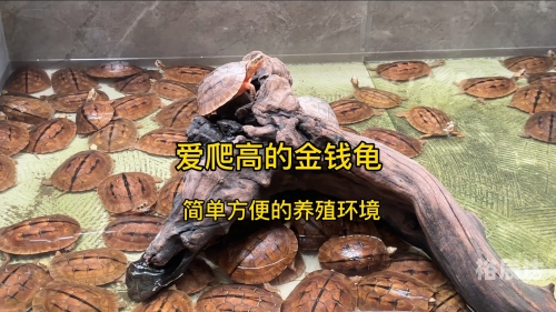 金钱龟的价格金钱龟价格波动与市场趋势-第2张图片