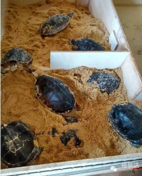 金钱龟价格波动与市场趋势