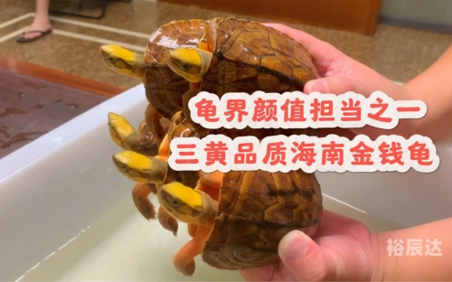 金钱龟价格波动与市场趋势-第2张图片