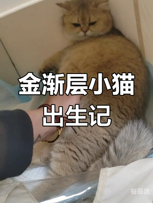 白猫图鉴白猫图纸，创新与设计的结晶