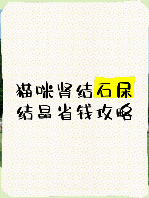 白猫图鉴白猫图纸，创新与设计的结晶-第2张图片