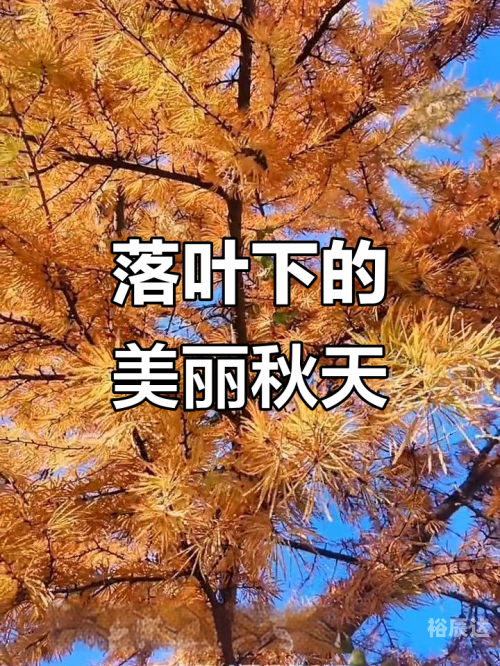 一叶知秋吉他谱