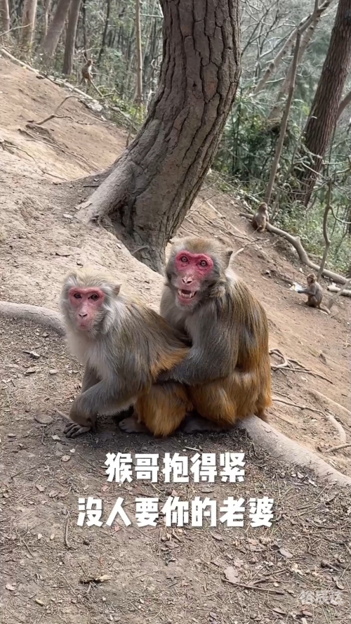猴哥老婆个人简历-第2张图片