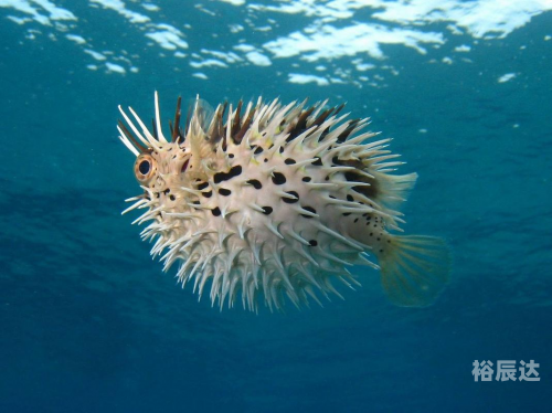 吼吼鲸进化吼吼鲸，海洋中的神秘生物