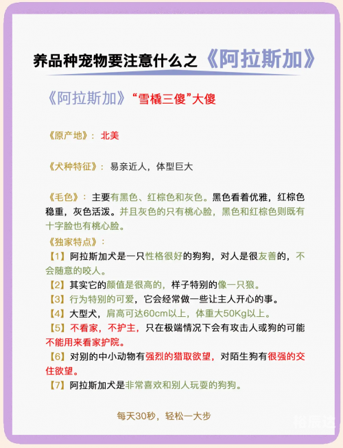 小狼狗心水论坛，探索犬类爱好者的乐园-第1张图片