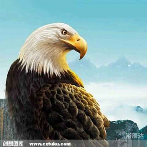 神鹰论坛神鹰论坛，探索网络交流的新天地-第2张图片