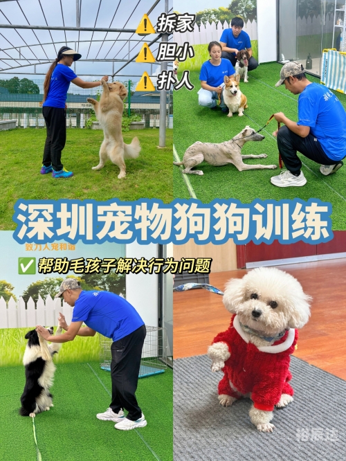 跑狗网，引领宠物健康与训练的新潮流-第1张图片