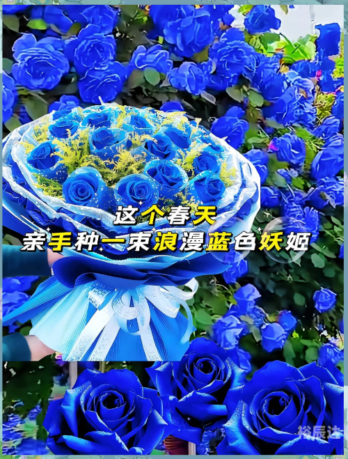 蓝色妖姬竟然是这样制作出来的蓝色妖姬，神秘制作背后的秘密