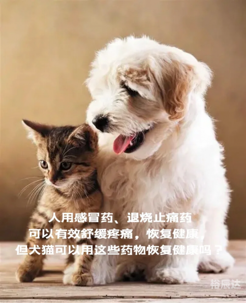 跑狗网跑狗网，引领宠物健康与训练的新潮流