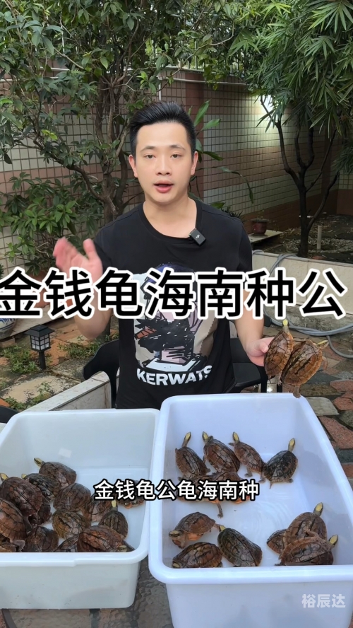 金钱龟最新价格金钱龟最新价格解析-第2张图片