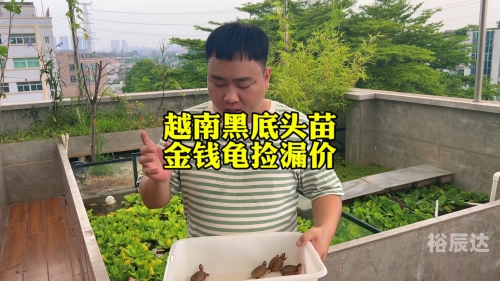 金钱龟最新价格金钱龟最新价格解析-第3张图片