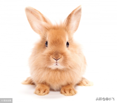 群龙无首是什么生肖动物群龙无首是什么生肖？