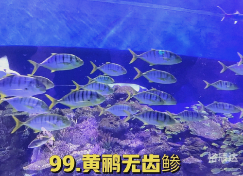 冲浪企鹅下载，探索海洋生物的神秘世界