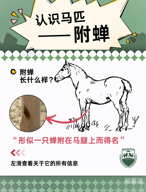 马匹买卖网马匹买卖网，便捷交易新选择-第1张图片