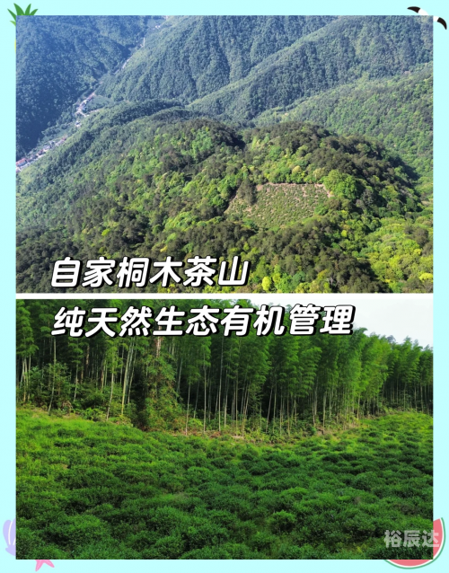 茶叶卫生标准与茶叶品质保障