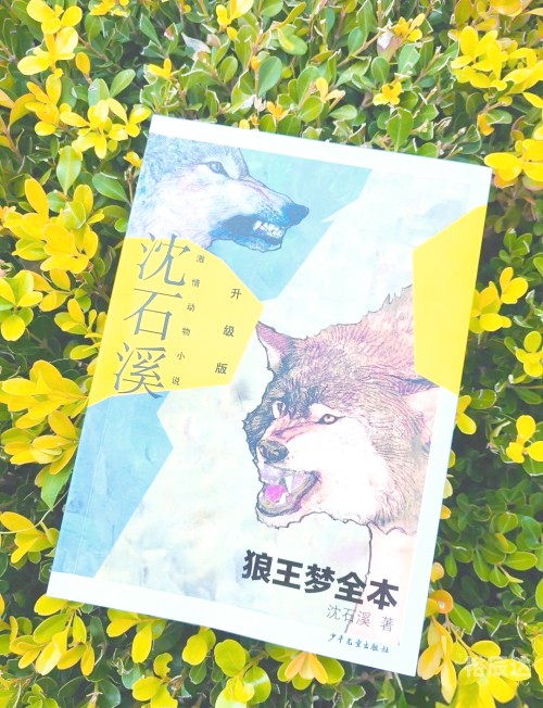 广西狼精英论坛，探索狼性精神的卓越之地