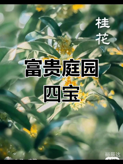 富贵网论坛富贵心水论坛，探寻财富与心灵的交汇之地-第3张图片