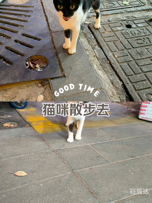 小猫咪在大城市的生活-第1张图片