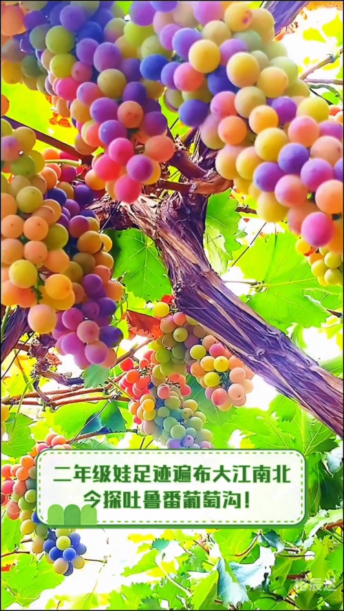 新疆葡萄沟，葡萄之乡的美景与风情