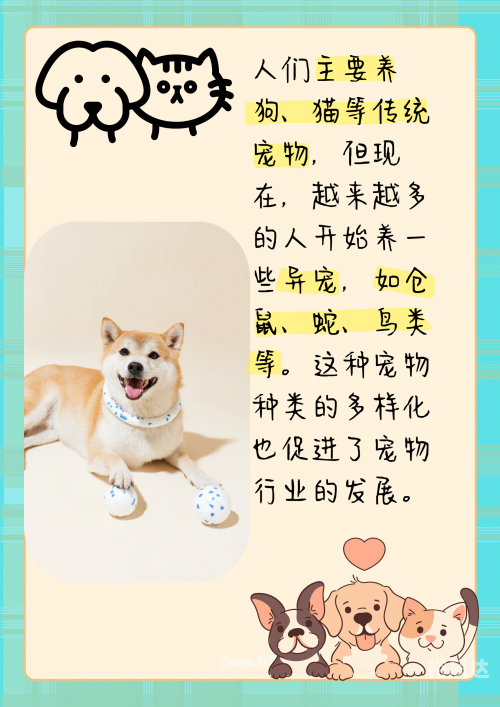 跑狗网论坛新一代5043cm跑狗网，引领宠物健康与训练的新潮流-第3张图片