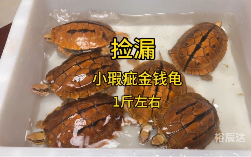 金钱龟最新价格解析
