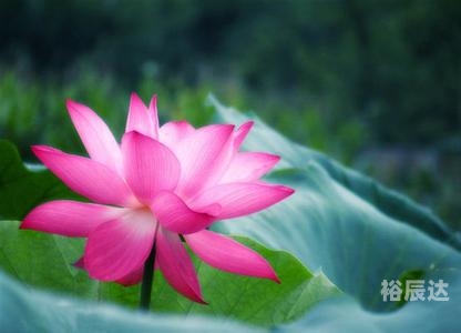 金光佛论坛开奖结果开奖资料安装嗯金光佛论坛，探寻佛法智慧与心灵成长-第2张图片