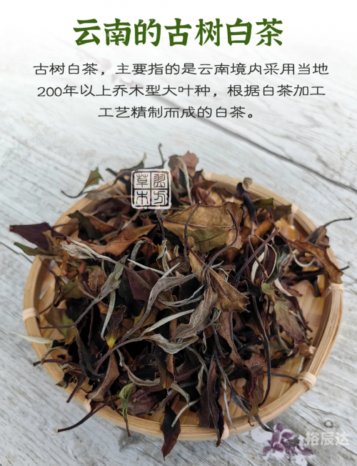 白茶最出名的是哪几种白茶最出名的几种-第2张图片