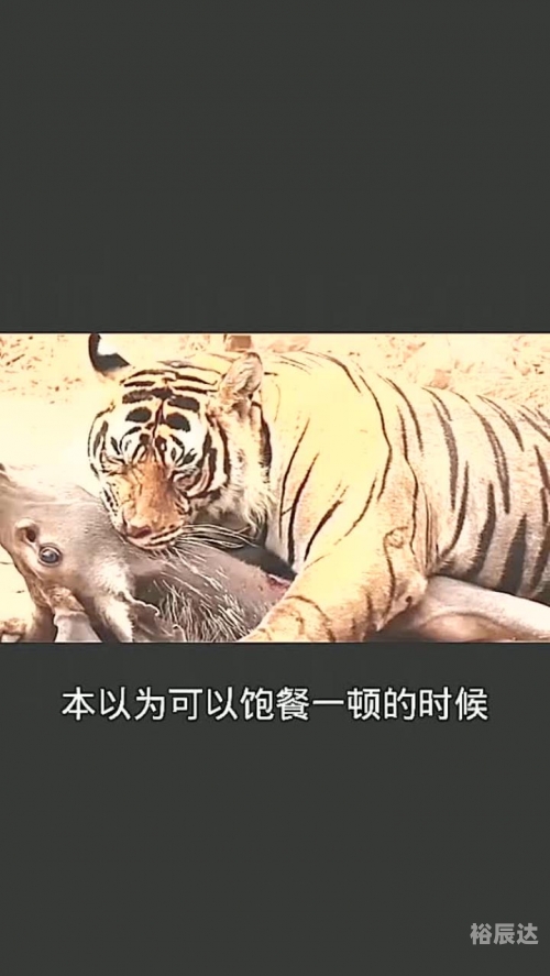 横拦竖挡打一准确生肖横拦竖挡，生活中的防御策略