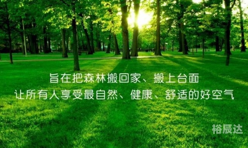金丝燕初次做的窝——大自然的奇迹