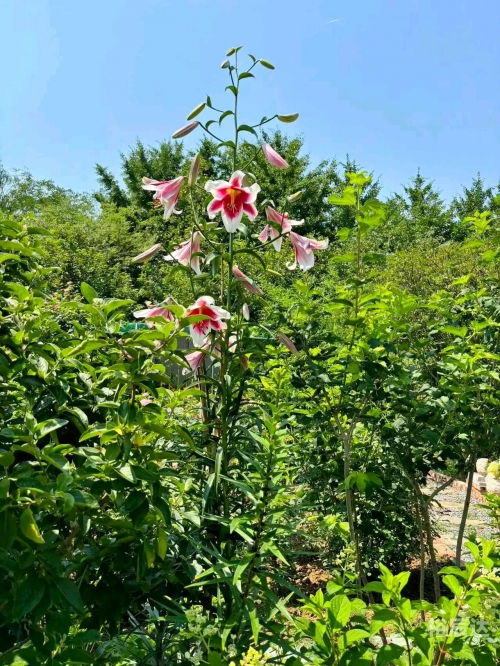 百合图库百合图库，艺术与美的交汇之地