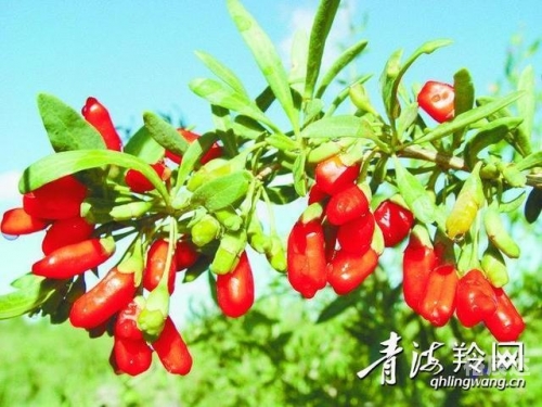 大庆冠通大庆冠通，引领绿色发展新篇章-第2张图片