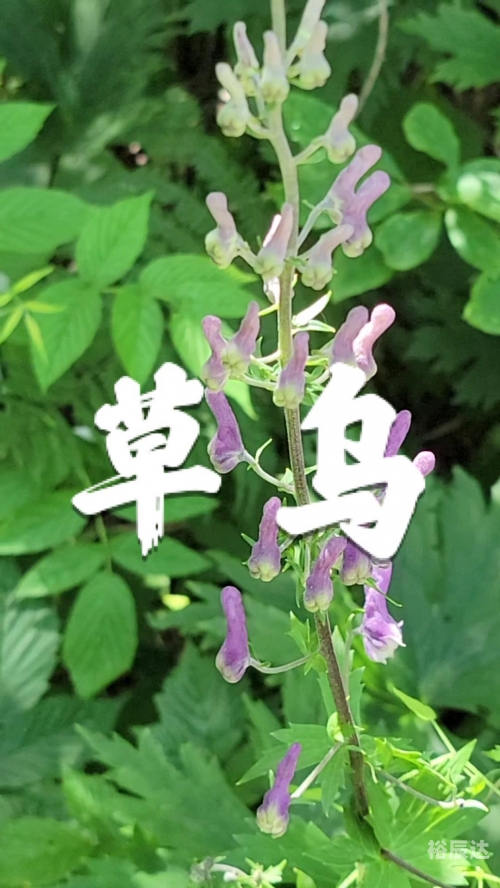 小草乌的魅力与故事-第1张图片