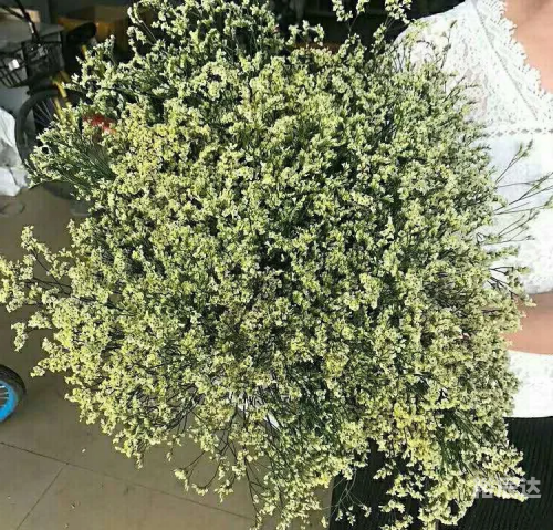 水晶花的花语和寓意水晶花，美丽与神秘交织的花卉-第2张图片