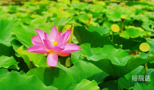 出水芙蓉打生肖-第2张图片