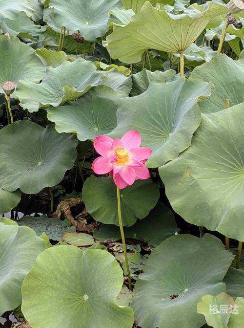 出水芙蓉打生肖