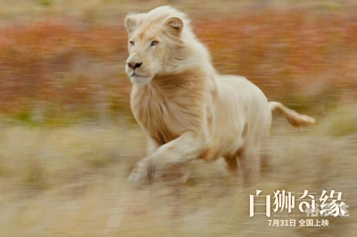 白小姐精准免费四肖白小姐精准免费四肖-第2张图片
